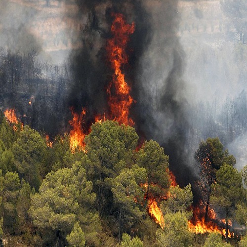 علت آتش سوزی در جنگل های نوشهر مشخص نیست