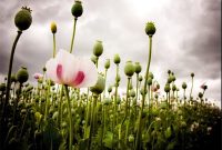 خودکفایی در کاشت خشخاش یا واردات تریاک؟