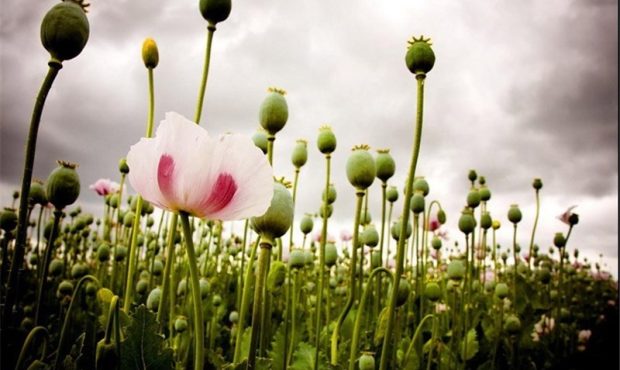 خودکفایی در کاشت خشخاش یا واردات تریاک؟